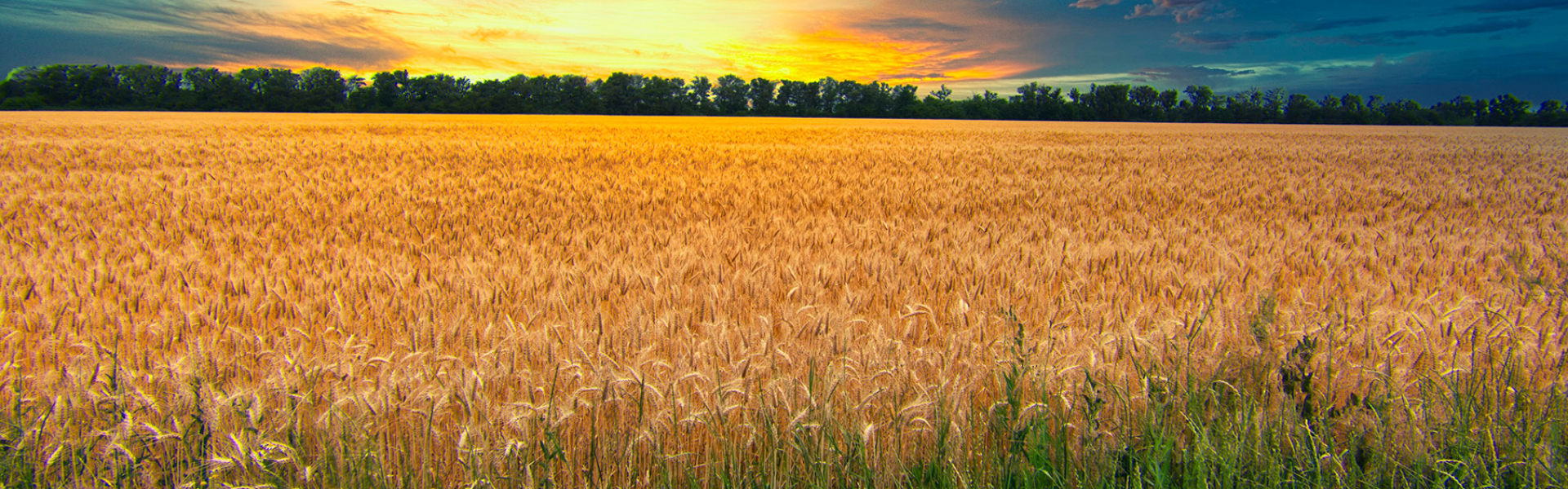 I will always champion our fantastic farmers who work hard all year round to keep the nation fed