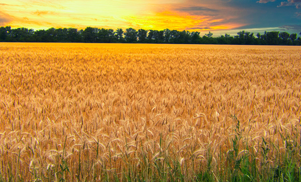 I will always champion our fantastic farmers who work hard all year round to keep the nation fed