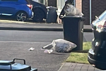 unemptied bins in Stone Cross near Eastbourne